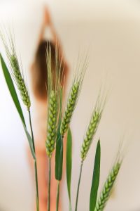 Woman out of focus, behind sprouting grains